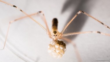 Spider with its eggs